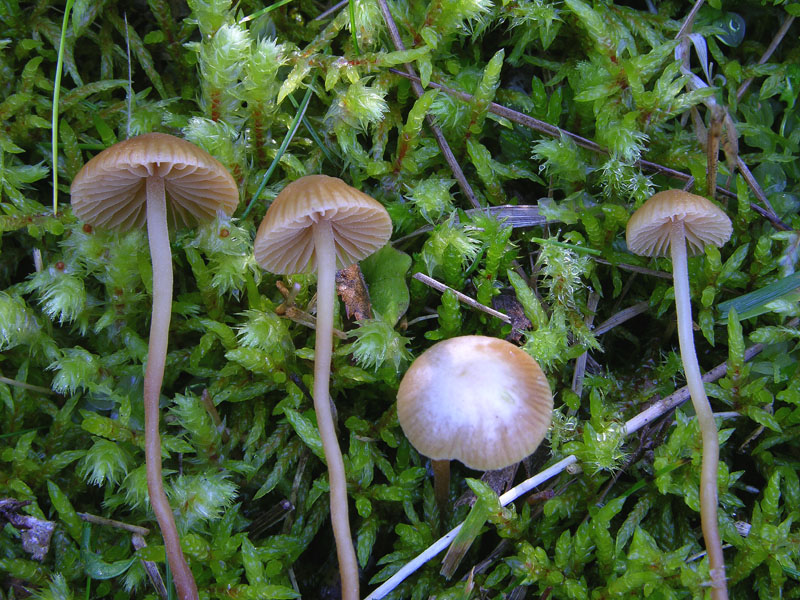 Galerina da determinare n35(2007)